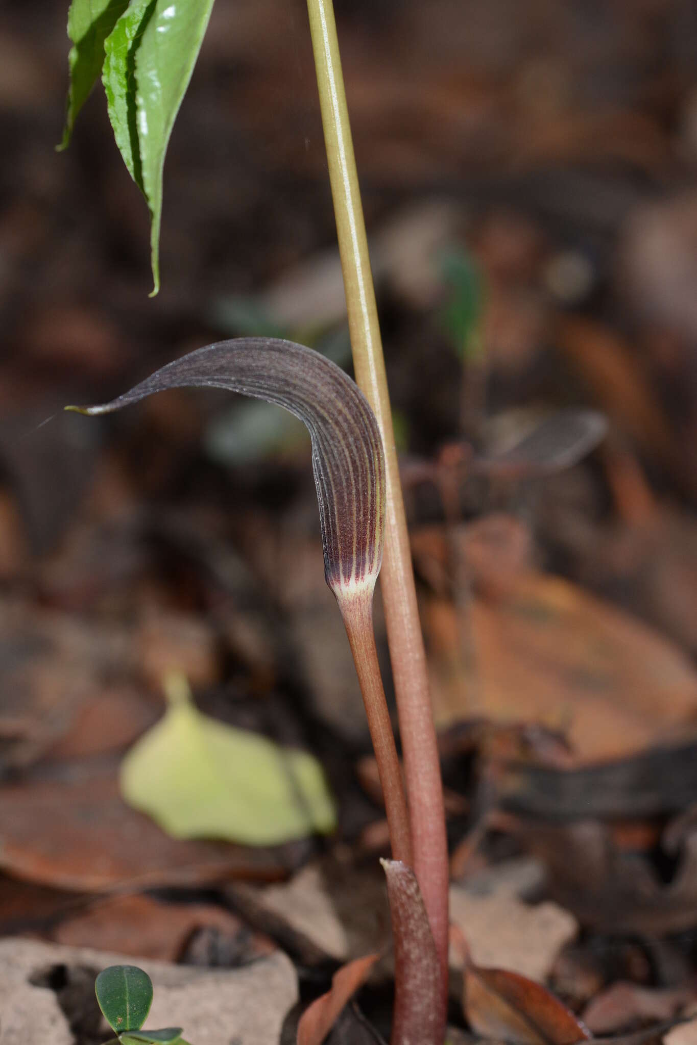 Arisaema murrayi var. sahyadricum (S. R. Yadav, K. S. Patil & Bachulkar) M. R. Almeida的圖片