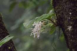 Image de Didymocarpus aureoglandulosa C. B. Clarke