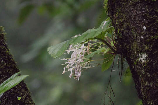 Image of Didymocarpus aureoglandulosa C. B. Clarke