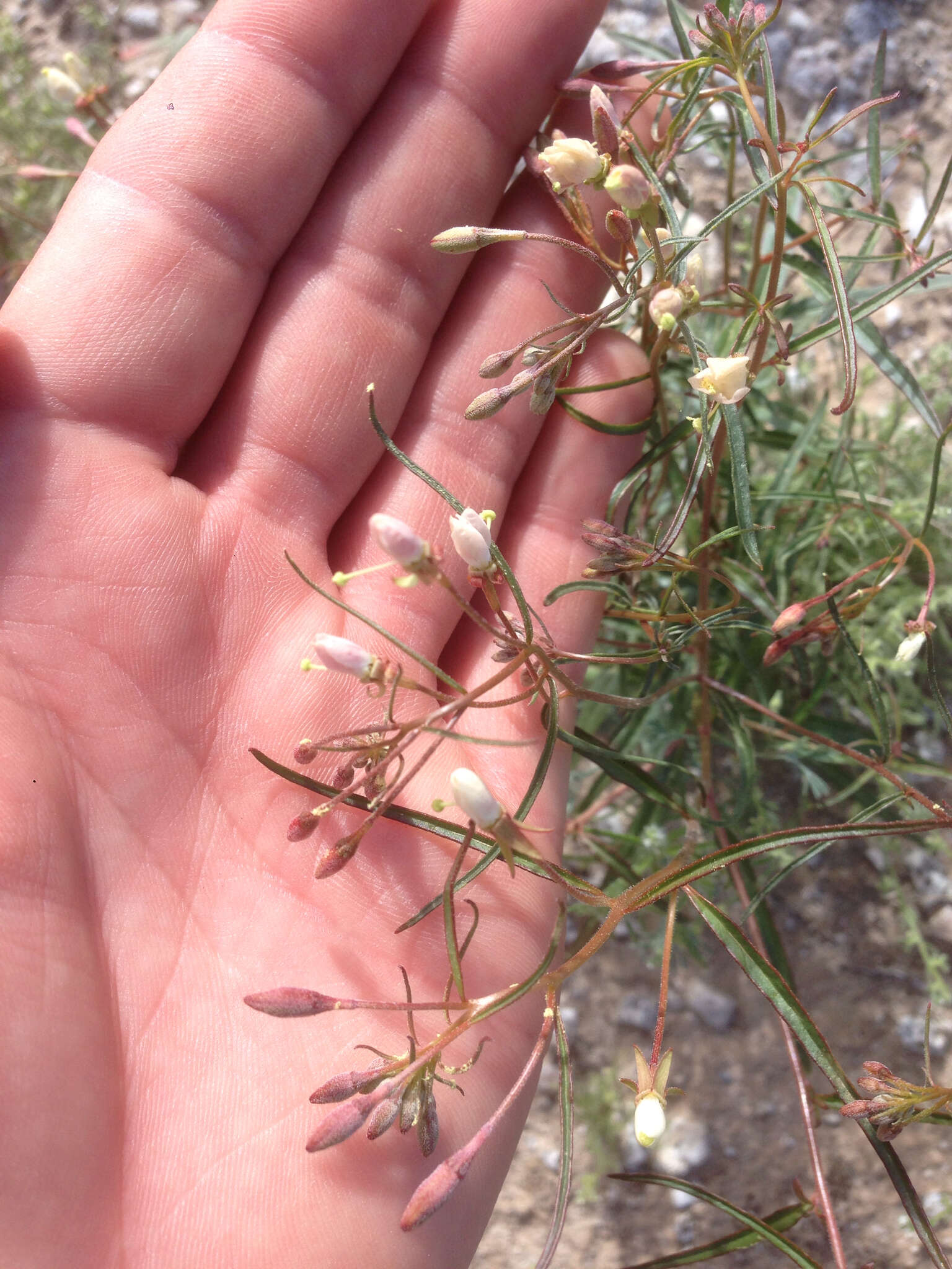 Image of narrowleaf suncup