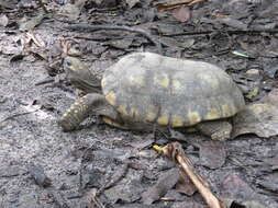 Image of Yellow-footed Tortoise