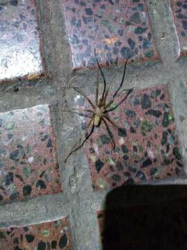 Image of Southern House Spider