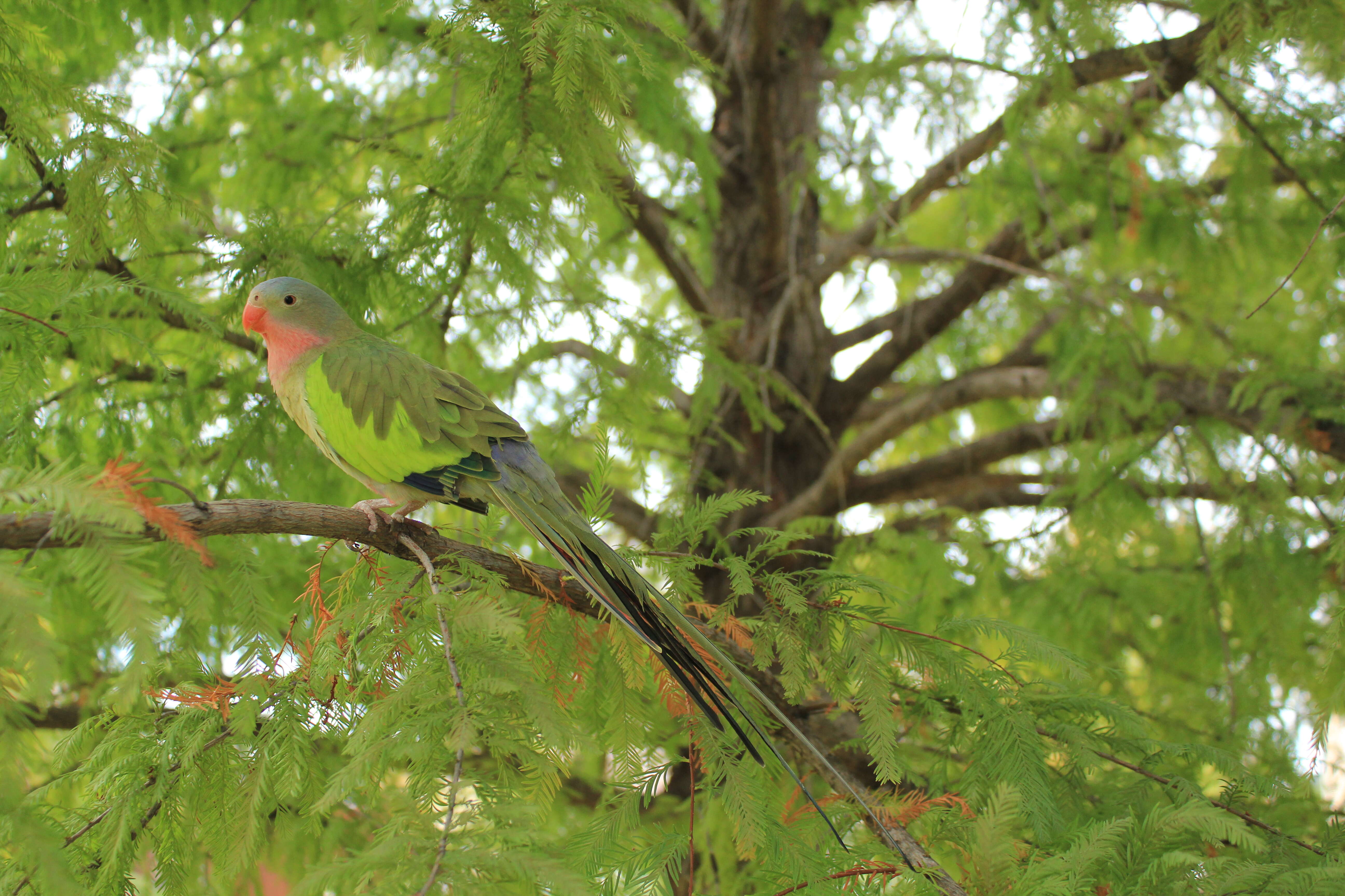 Image of Alexandra's Parrot