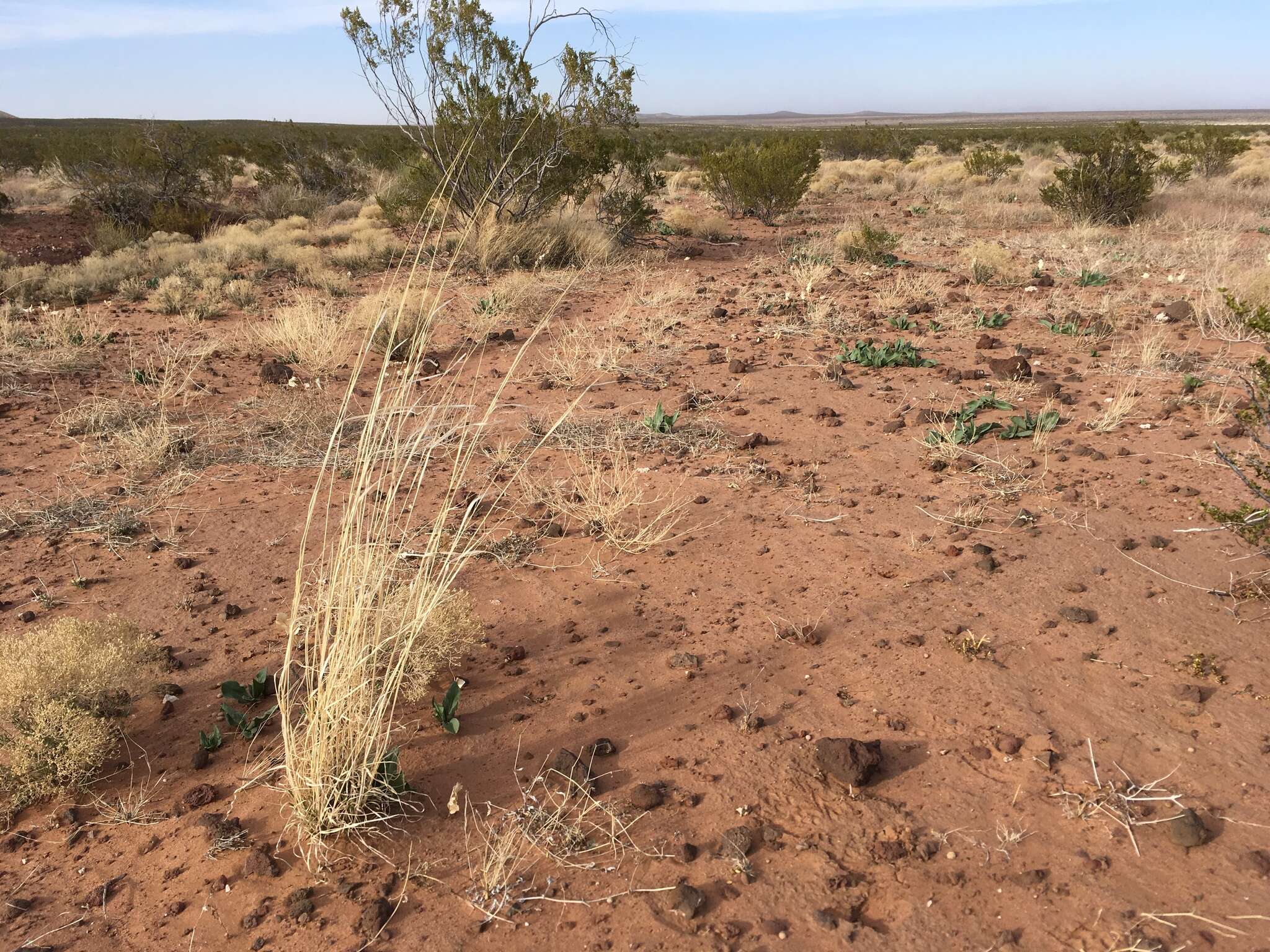 Image of spike dropseed