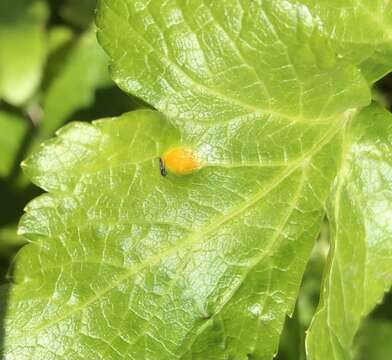 Image of Puccinia smyrnii Biv. 1816