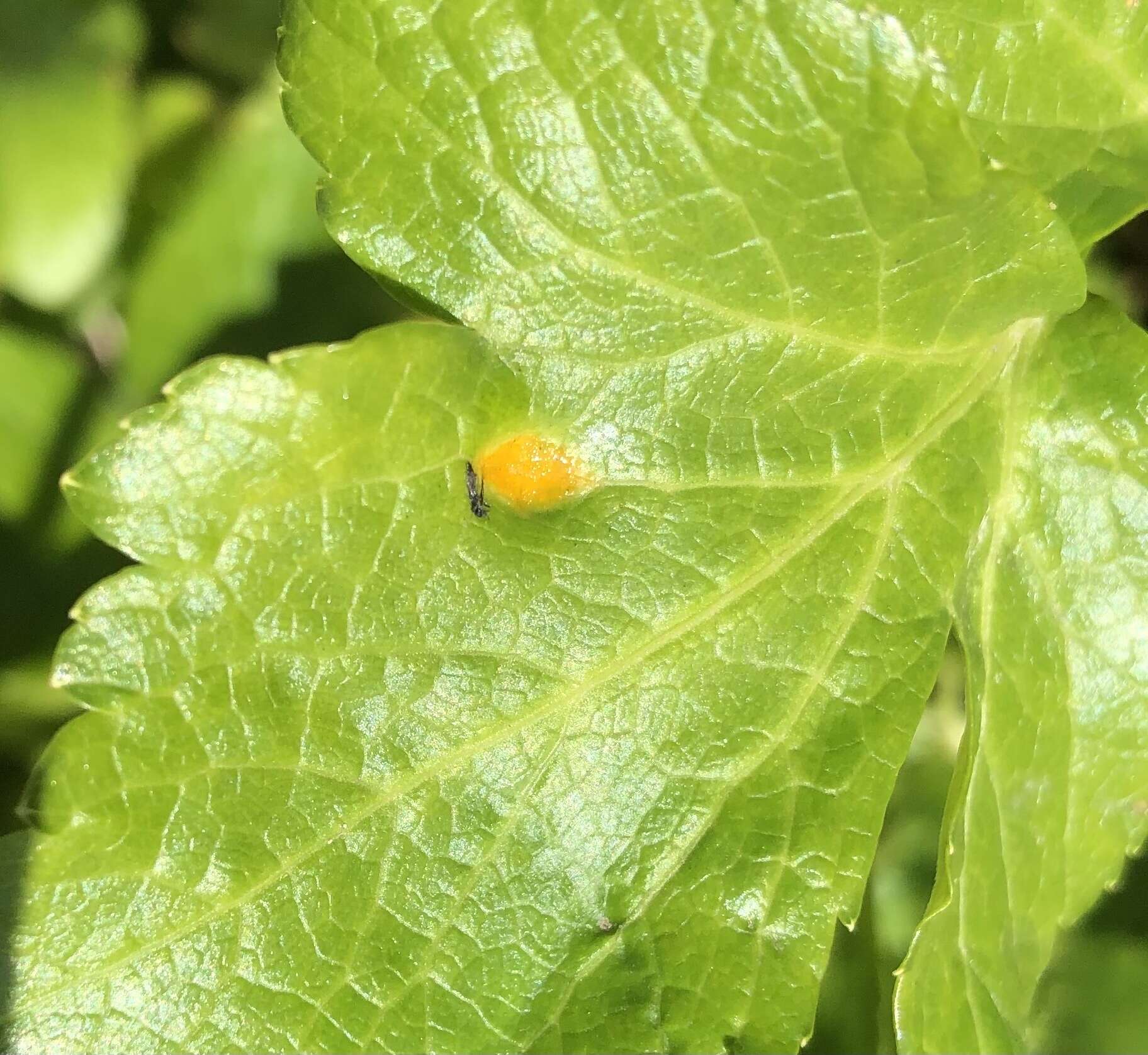 Imagem de Puccinia smyrnii Biv. 1816