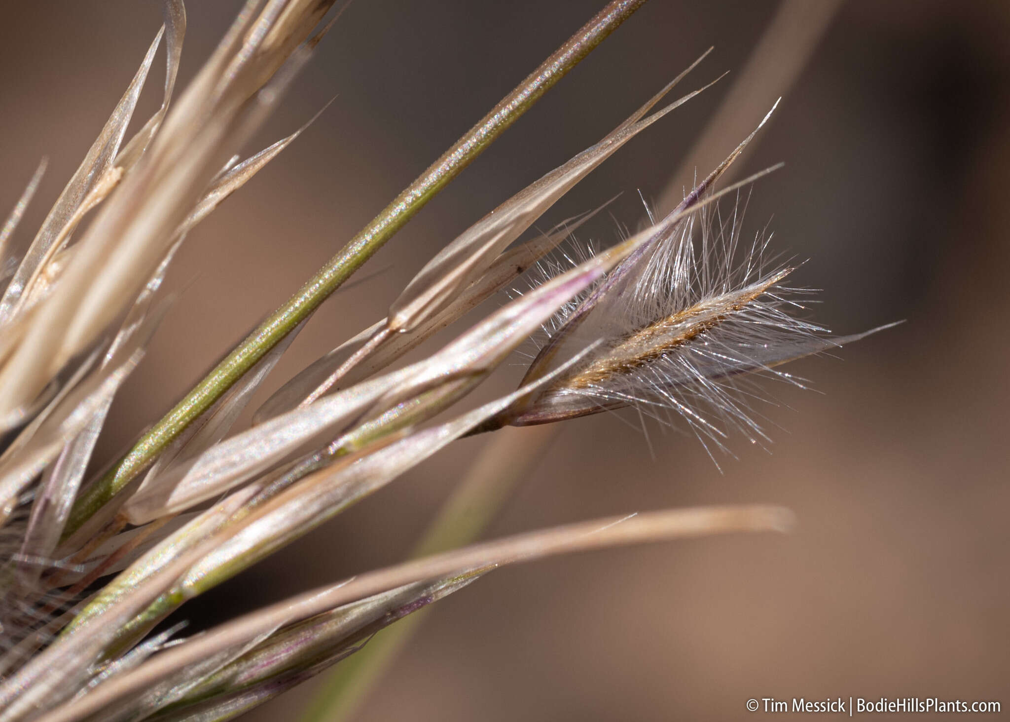 Image of Webber needlegrass