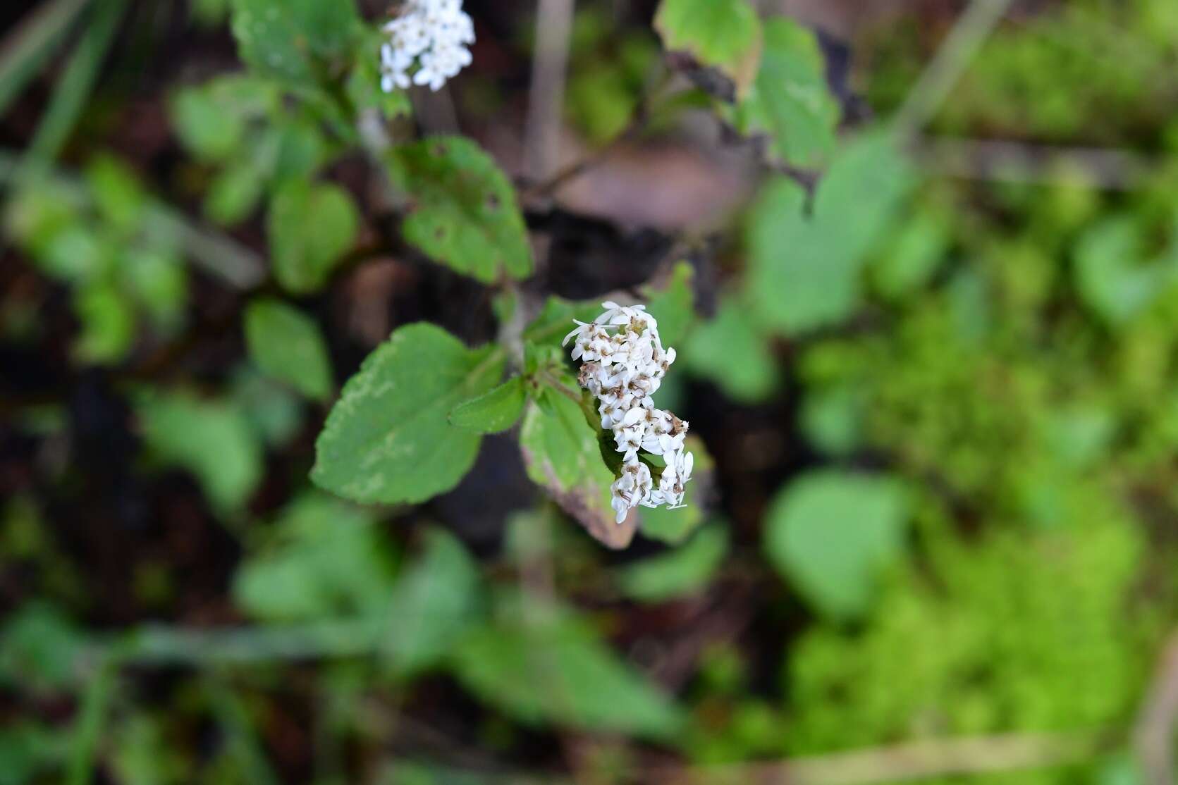 Image of Stevia tomentosa Kunth