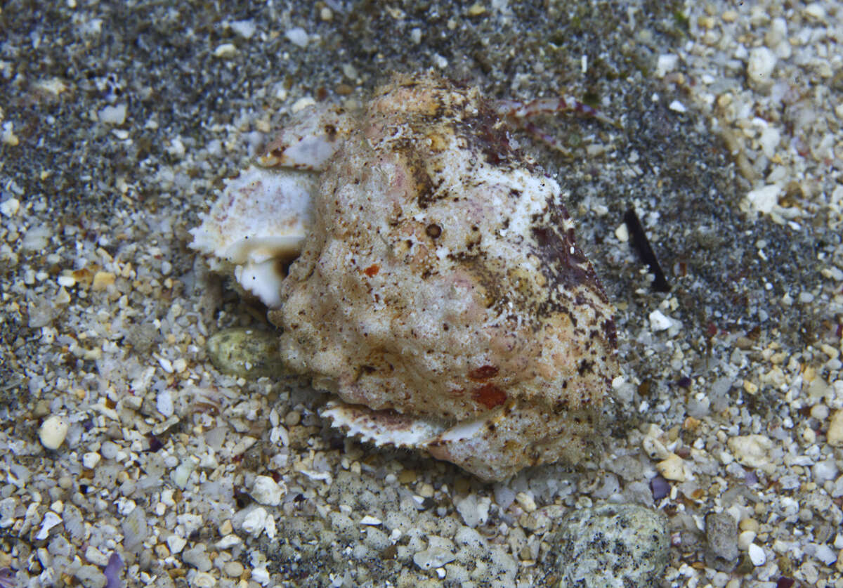 Image of rough box crab