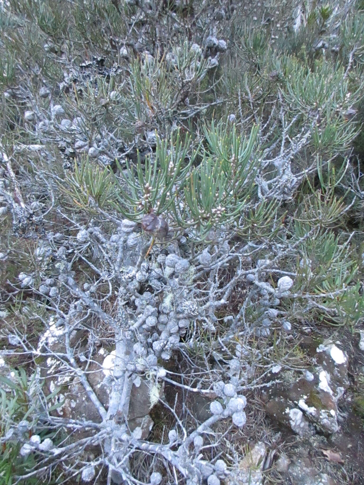 Image of Hakea lissosperma R. Br.