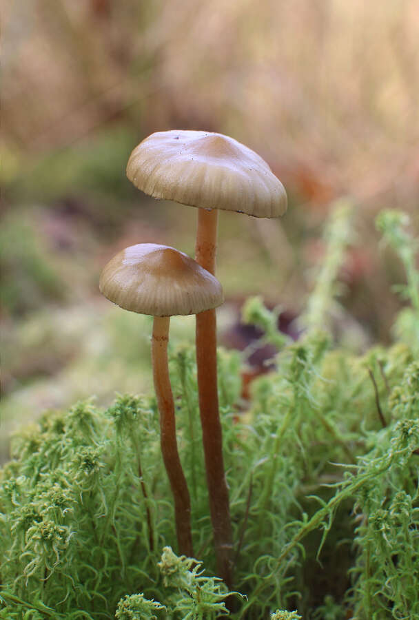 Image of Hypholoma myosotis (Fr.) M. Lange 1955