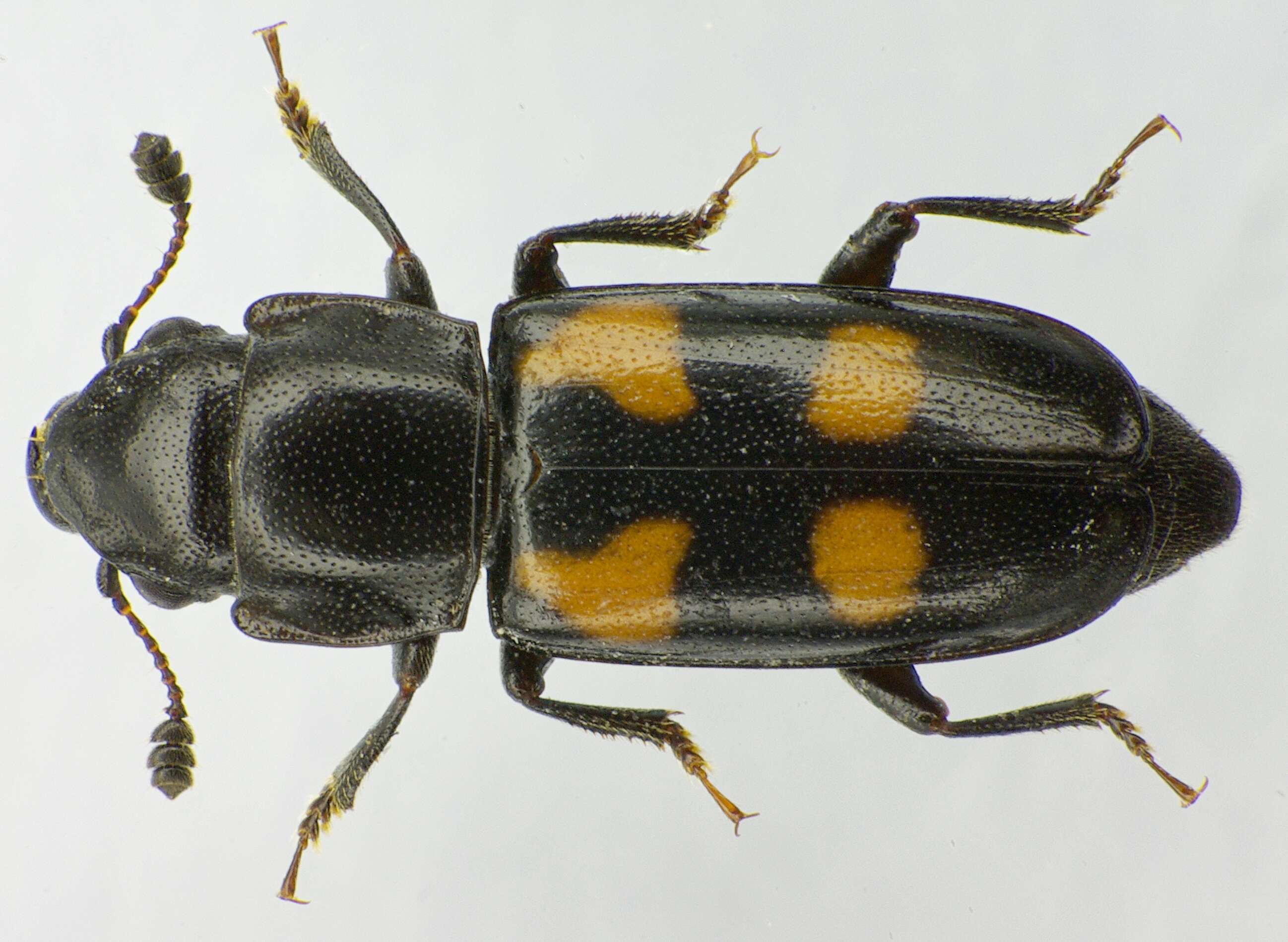 Image of Glischrochilus quadripunctatus