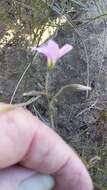 Image of Oxalis livida var. altior T. M. Salter