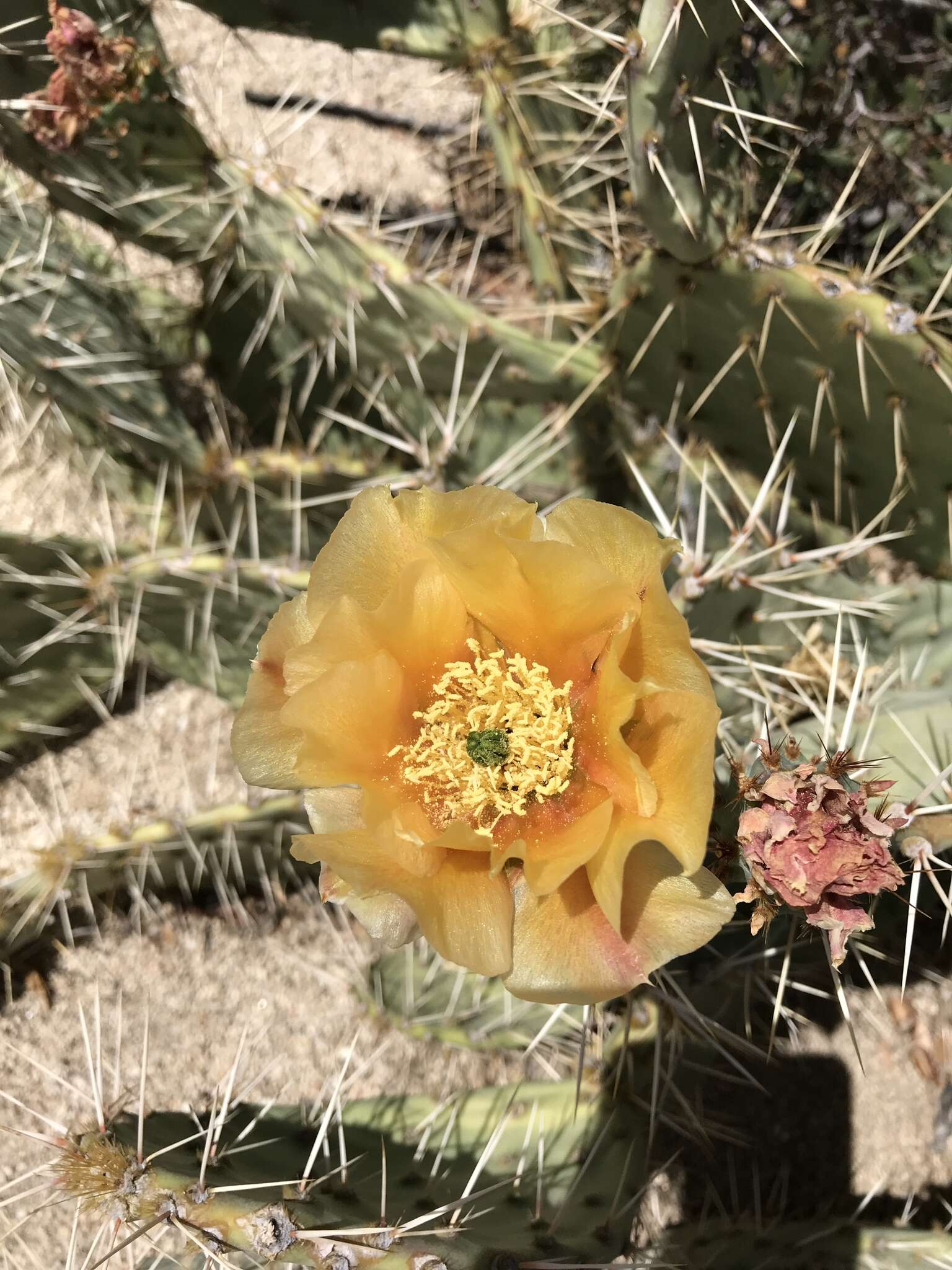 Plancia ëd Opuntia engelmannii var. engelmannii