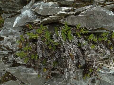 Image of Veronica colostylis Garn.-Jones