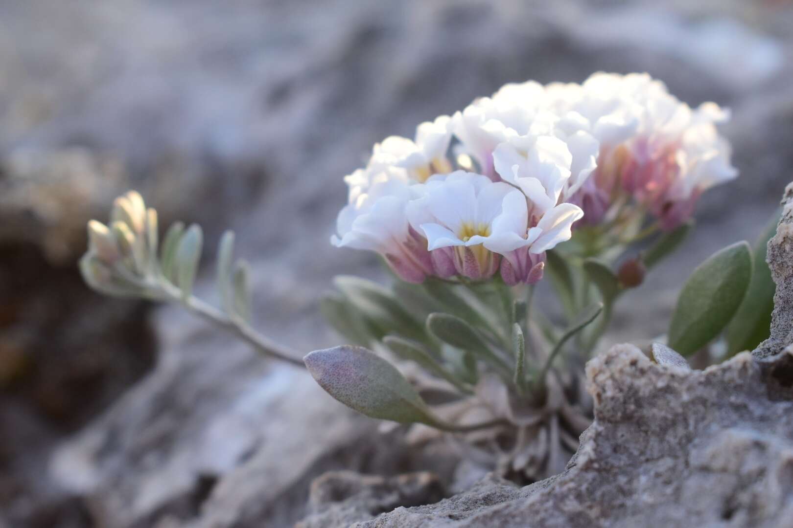 Plancia ëd Physaria mcvaughiana (Rollins) O'Kane & Al-Shehbaz