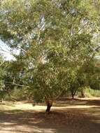 Image of Eucalyptus laeliae Podger & Chippendale