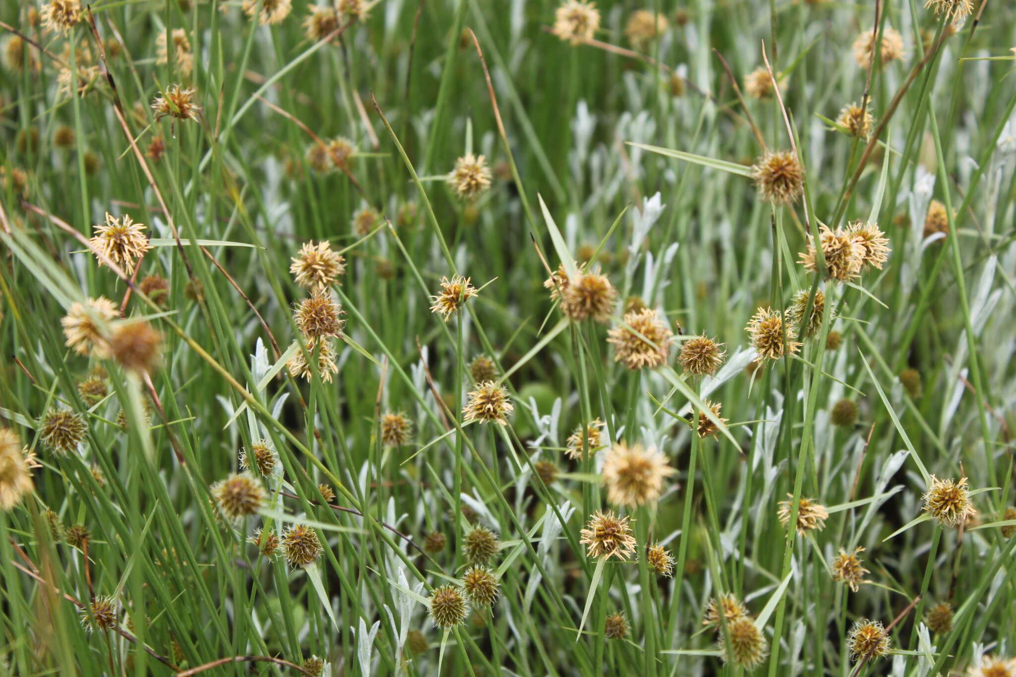 Image of Cyperus erectus (Schumach.) Mattf. & Kük.