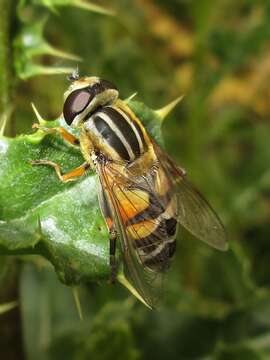 Image of Helophilus trivittatus (Fabricius 1805)