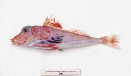 Image of Little red gurnard