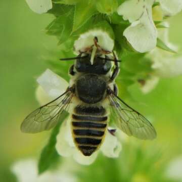 Image of Megachile pilidens Alfken 1924