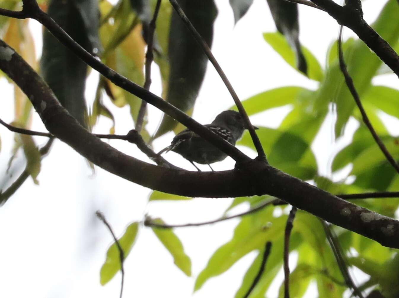 Image of Sooretama Slaty Antshrike