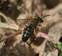 Image of Orange-legged furrow bee