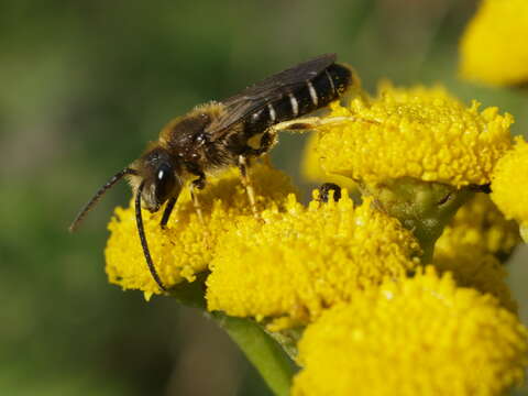 Image of Orange-legged furrow bee