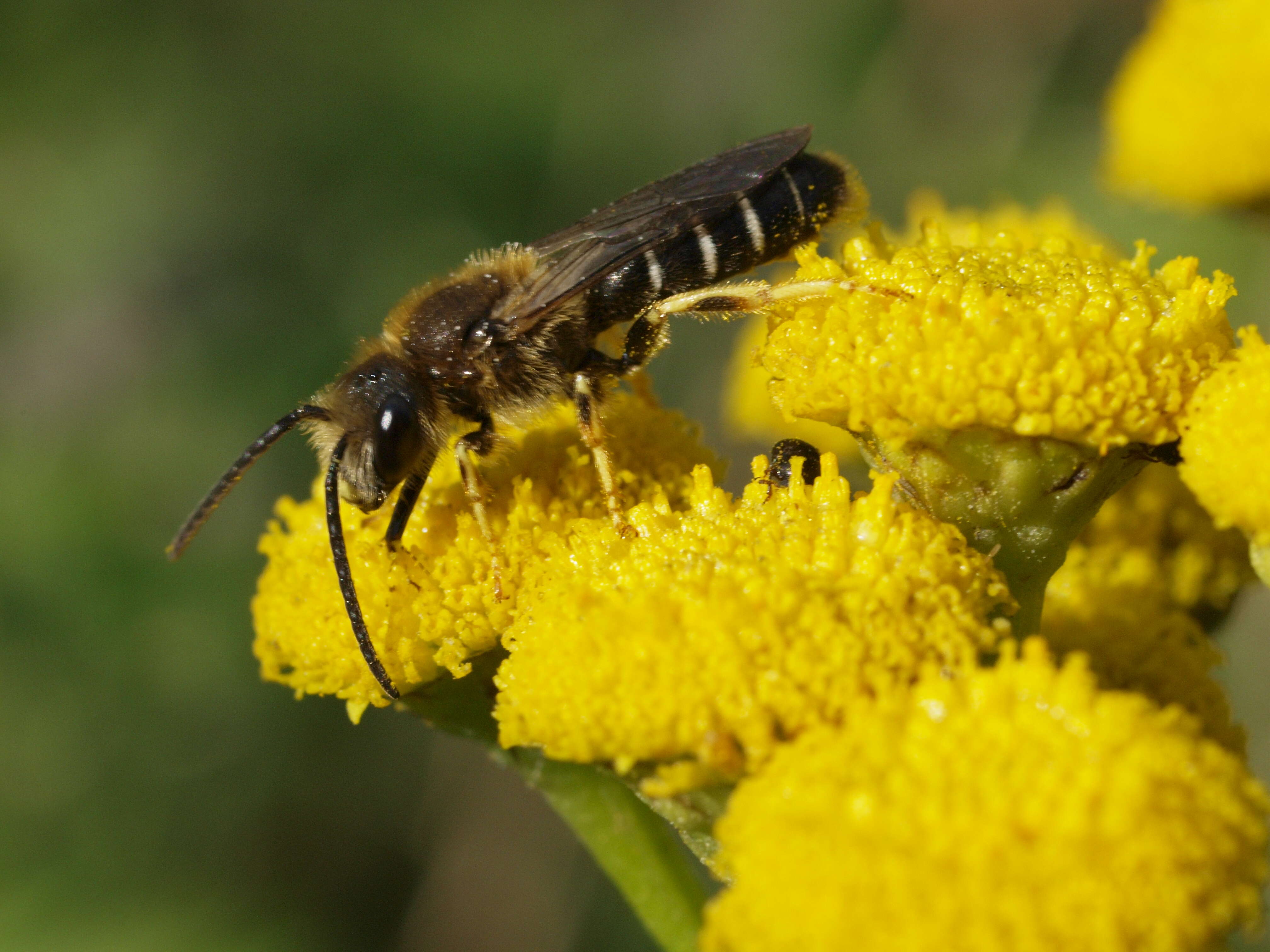 Image of Orange-legged furrow bee