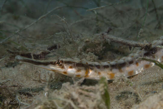 Image of Chain pipefish