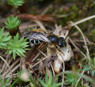 Image of Orange-legged furrow bee