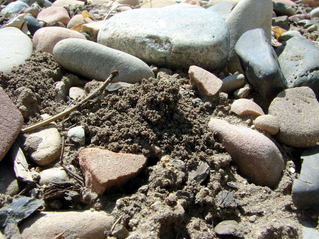 Image of Orange-legged furrow bee