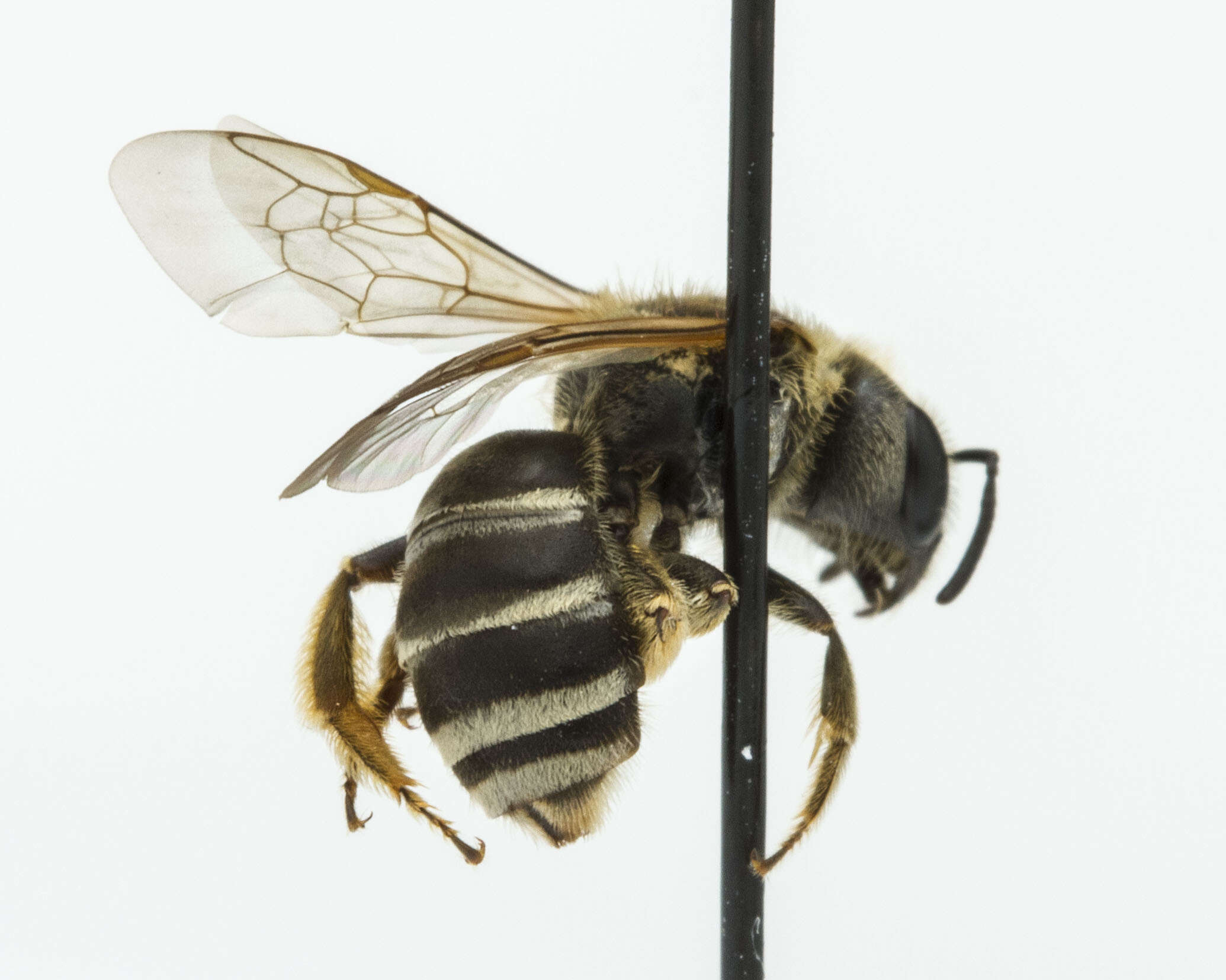 Image of Halictus ligatus Say 1837