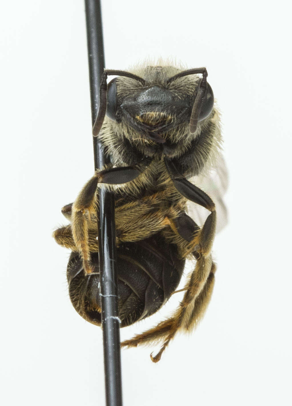 Halictus ligatus Say 1837的圖片