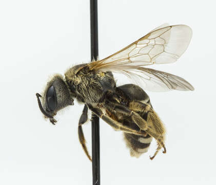 Image of Halictus ligatus Say 1837