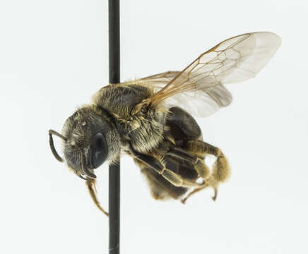 Image of Halictus ligatus Say 1837