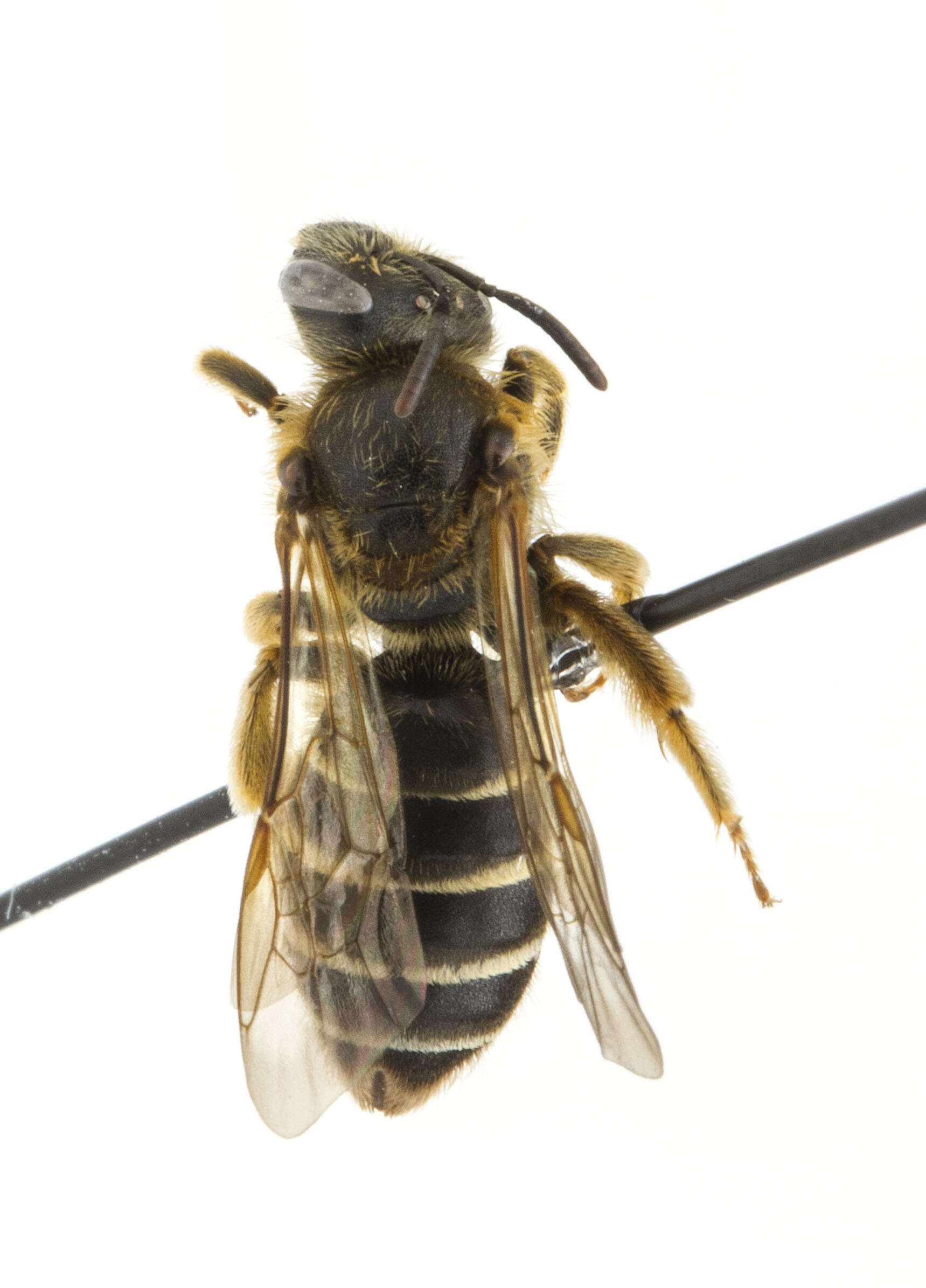 Image of Orange-legged furrow bee