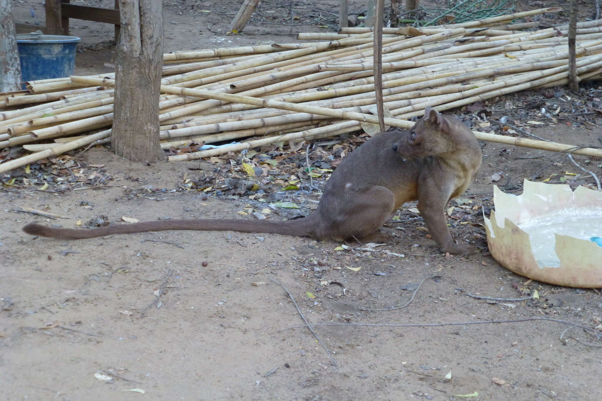 Image of fossa