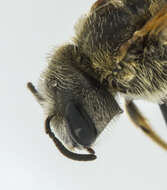 Halictus ligatus Say 1837的圖片