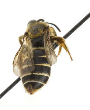 Image of Orange-legged furrow bee