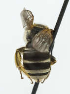 Halictus ligatus Say 1837的圖片