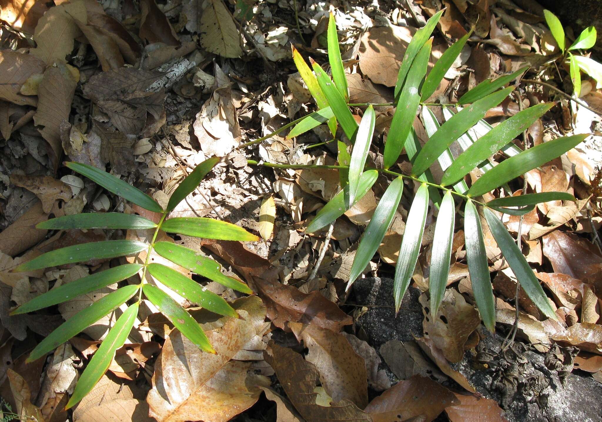 Image of Zamia paucijuga Wieland