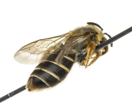 Image of Orange-legged furrow bee