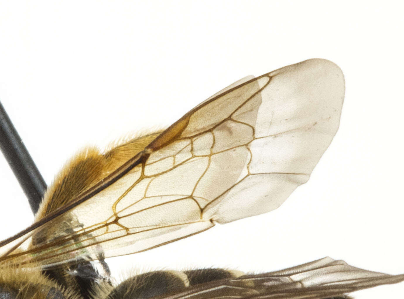 Image of Orange-legged furrow bee