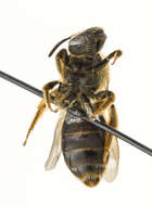 Image of Orange-legged furrow bee