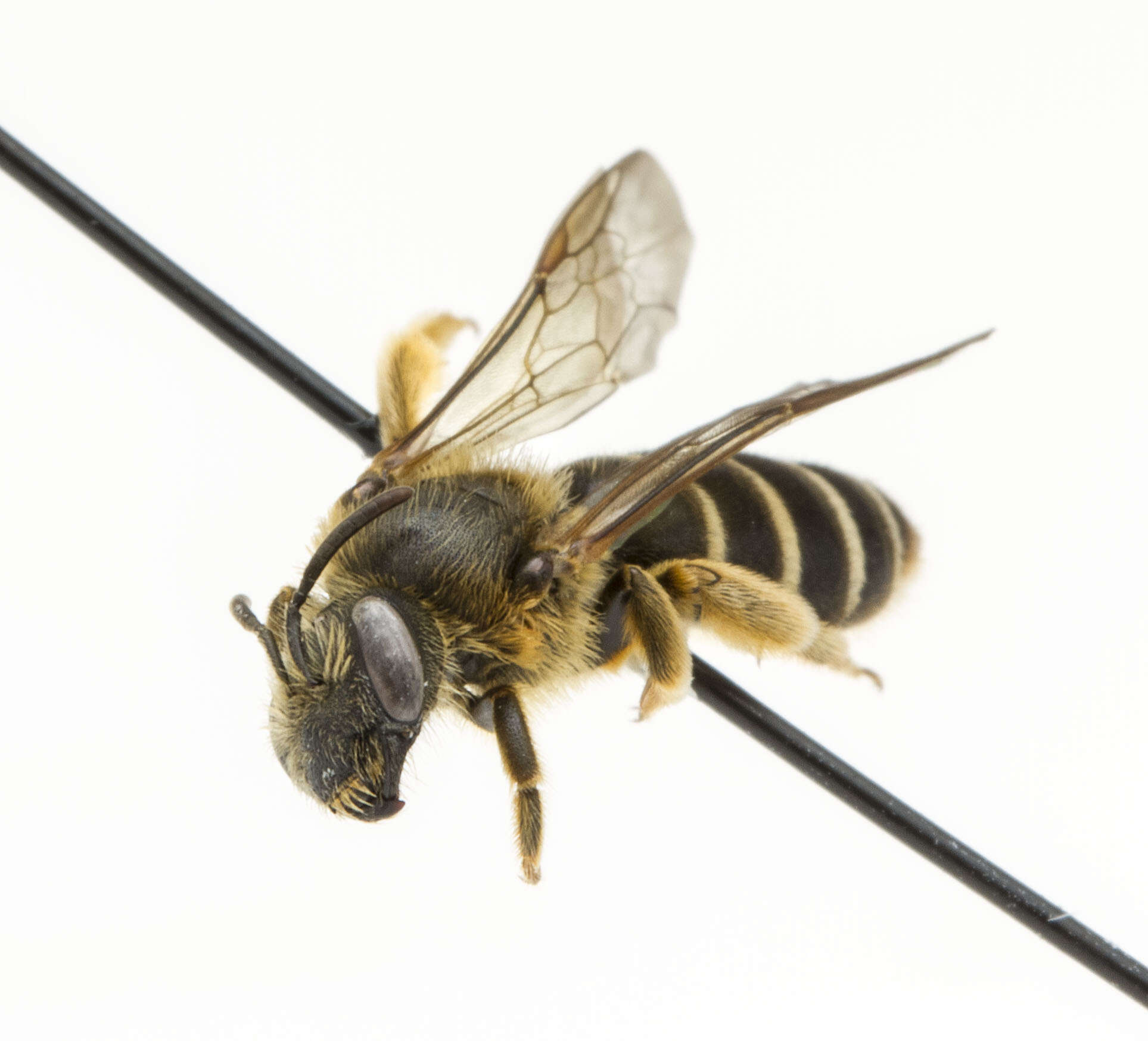 Image of Orange-legged furrow bee