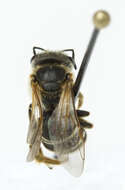 Image of Halictus ligatus Say 1837