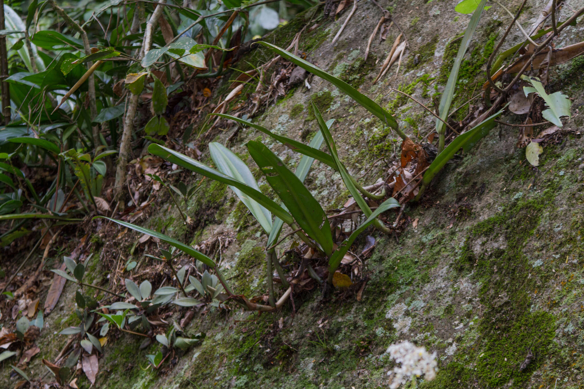 Philodendron crassinervium Lindl. resmi