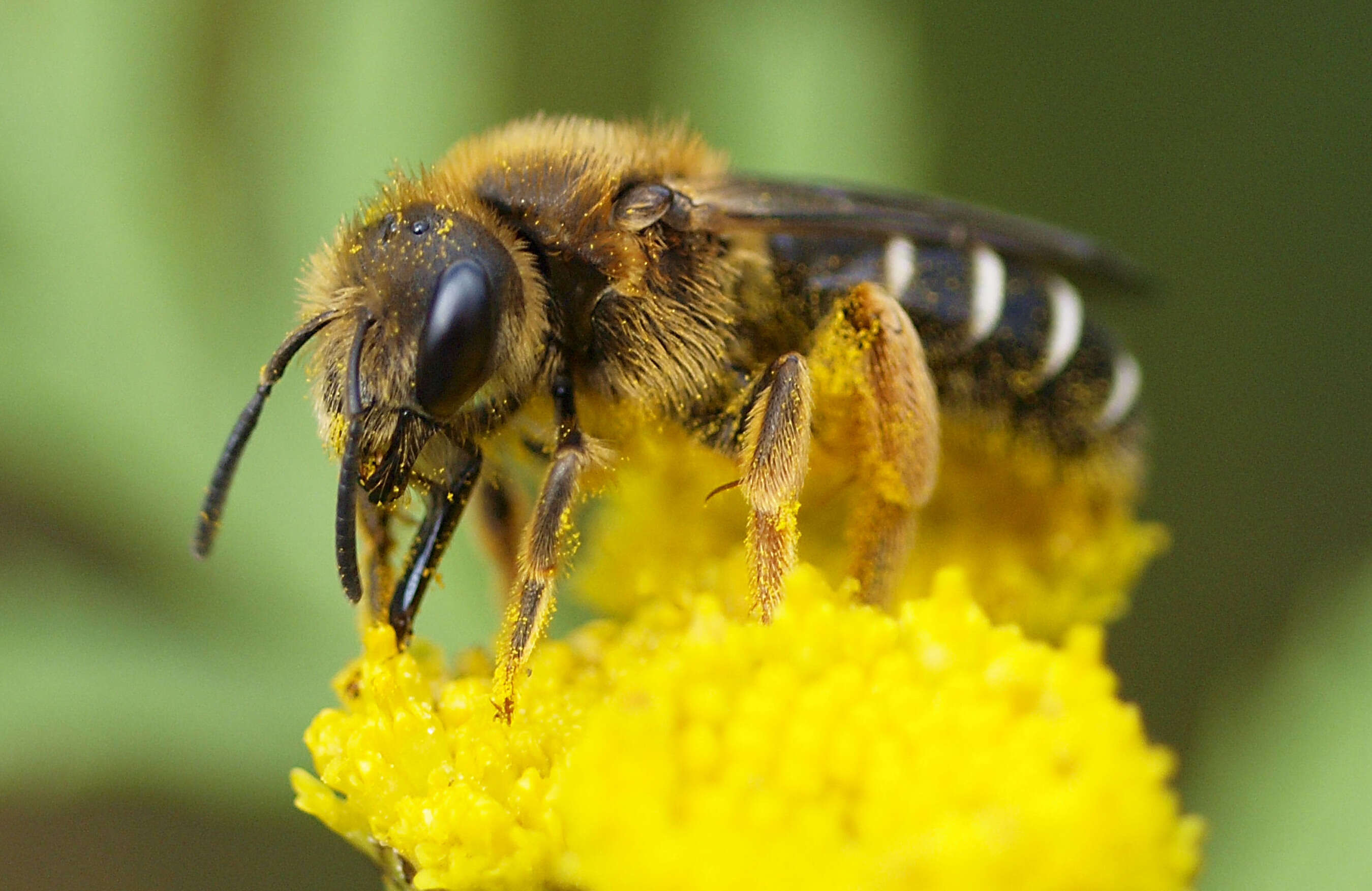 Image of Orange-legged furrow bee