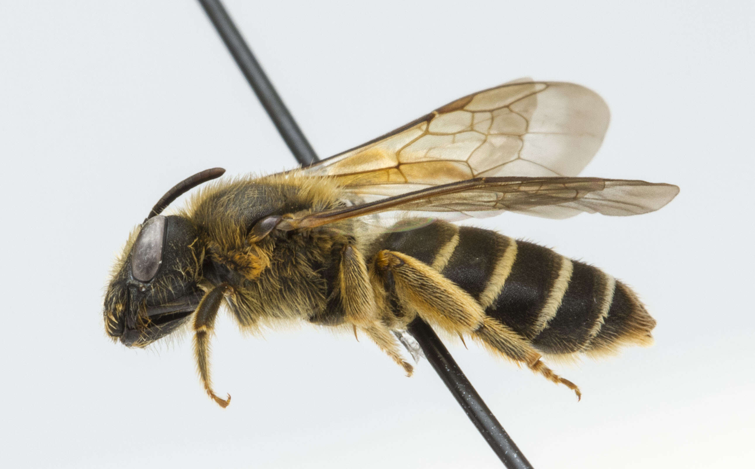 Image of Orange-legged furrow bee